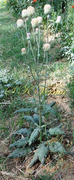  Plant